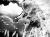 crownofvengeance-janus